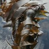 Kelp Surface