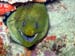 Green Moray