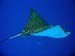 Eagle Ray