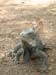 Iguana