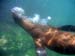 Sea Lion Sea Lion