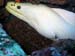 Murène Albinos Murène Albinos