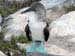 Blue Footed Boobie Blue Footed Boobie