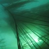 Kelp