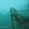 Kelp