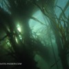 Kelp