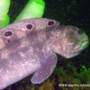 Wolf Eel