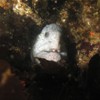 Wolf Eel