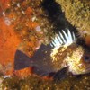 Rock Fish
