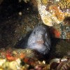 Wolf Eel
