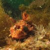 Scorpion Fish