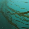 Kelp