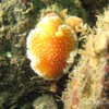 Nudibranche