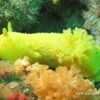 Nudibranche
