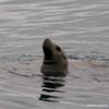 Sea Lion
