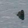 Sea Lion