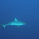 Requin Gris