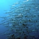 Barracudas Blue Corner