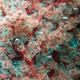 Corail Palau