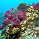 Corail Palau