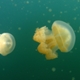 Jellyfish Lake