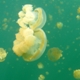Jellyfish Lake