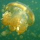 Jellyfish Lake