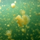 Jellyfish Lake