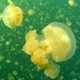 Jellyfish Lake
