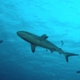 Palau - Requin Gris