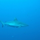 Palau - Requin Gris