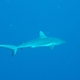 Palau - Requin Gris