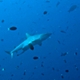 Palau - Requin Gris