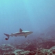 Palau - Requin Gris