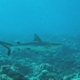 Palau - Requin Gris