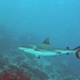 Palau - Requin Gris