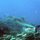 Palau - Requin Gris