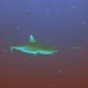 Palau - Requin Gris